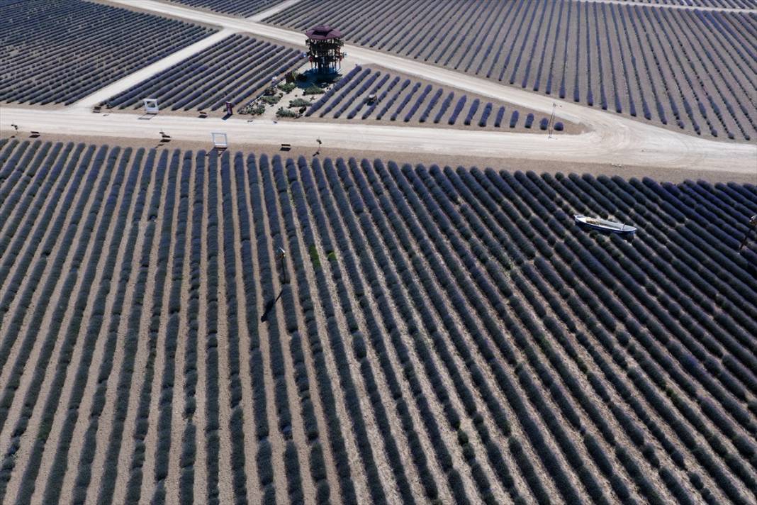 Konya’da lavanta büyüsü! Türkiye’nin en büyüğü dünyadan ziyaretçi ağırlıyor 12